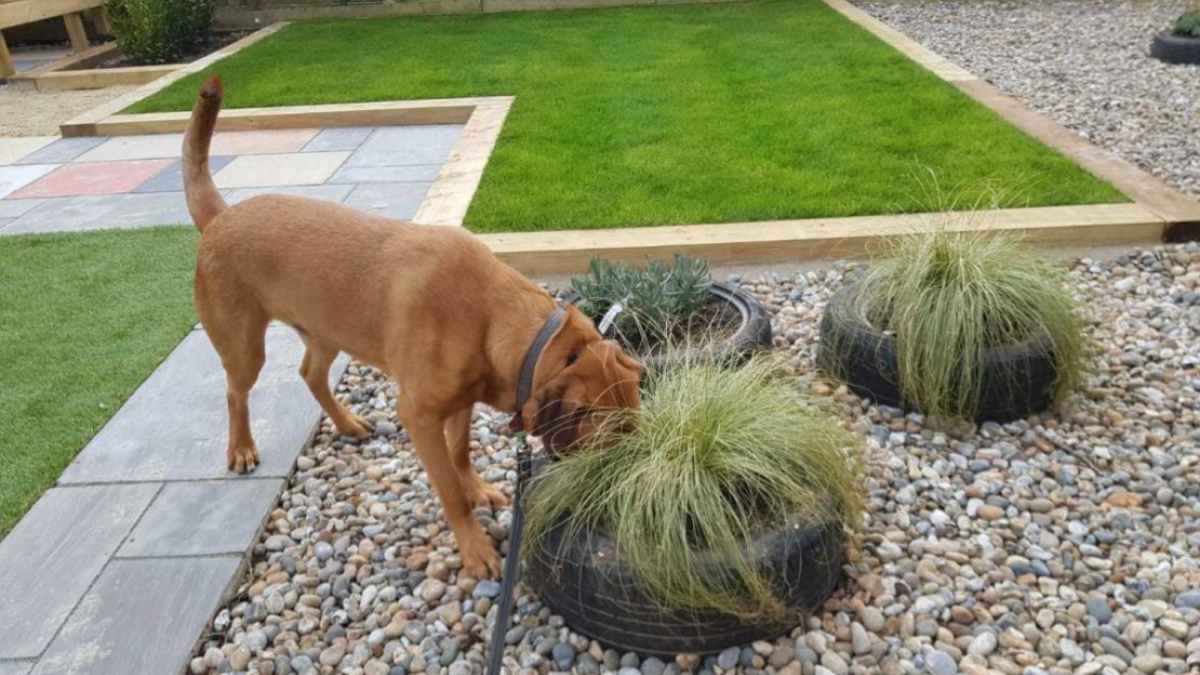 How to Make a Dog Friendly Backyard