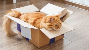4 Tech Tips When Moving with Pets