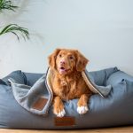 Tips to Care For Your Pet in a Condo