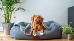 Tips to Care For Your Pet in a Condo