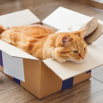 Helpful Tips For Moving a Pet to a New Home