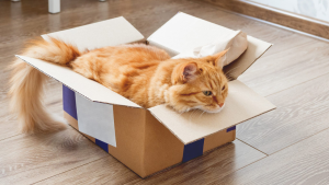 Helpful Tips For Moving a Pet to a New Home