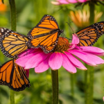 How Gardening Can Help Promote Wellbeing