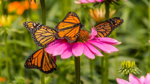 How Gardening Can Help Promote Wellbeing