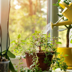 Thirsty Plants? 3 Watering Techniques for Your Indoor Greens