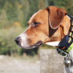 4 Reasons Why Pet GPS Trackers Are a Must-Have