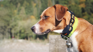 4 Reasons Why Pet GPS Trackers Are a Must-Have